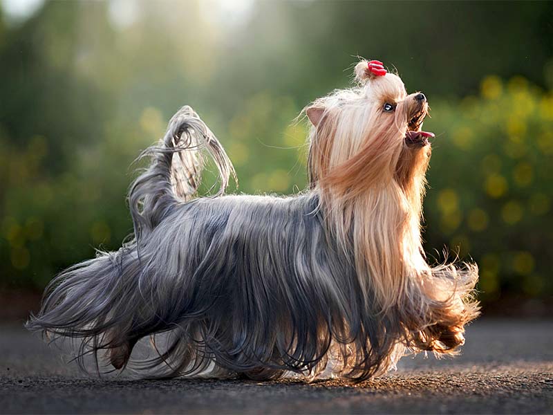 Yorkshire Terrier dog information | Mini breed dog information 