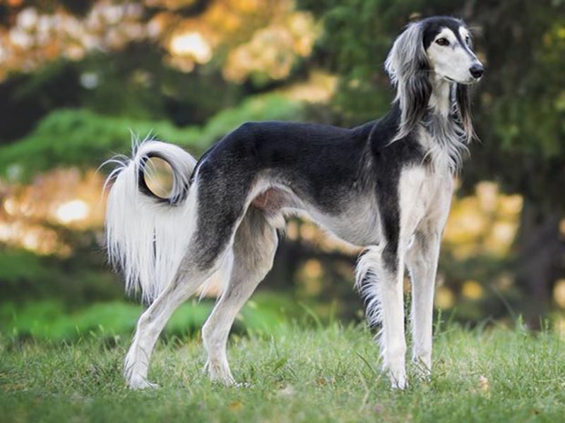 Saluki dog breed origin | Saluki breed information 