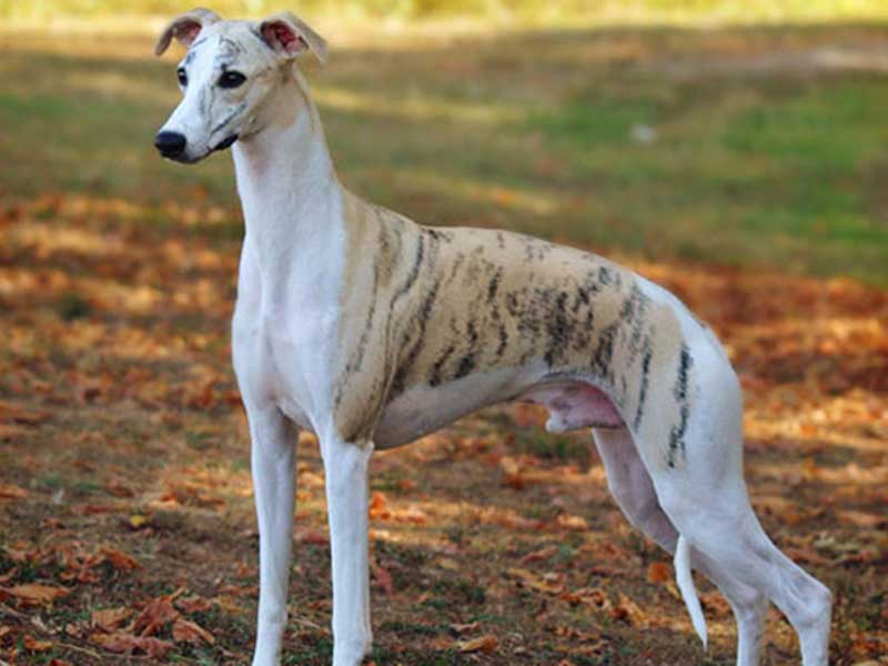 Whippet dog breed information | Medium dog breed | Whippet price in India 