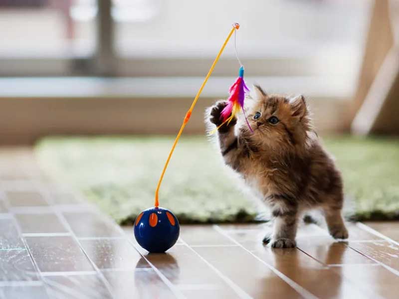 The Best Cat Accessories to Keep Your Cat Entertained | Petindiaonline