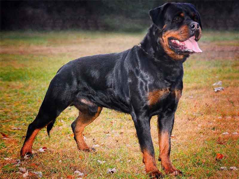 What is the price of a Rottweiler puppy in India? | Rottweiler Puppies For Sale Kolkata