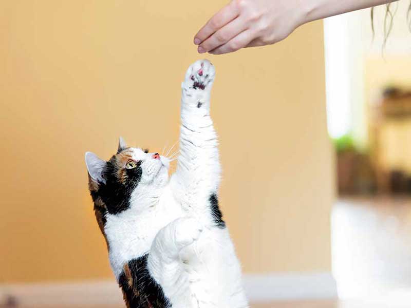 Top Tips to Train a Cat | PetIndiaonline