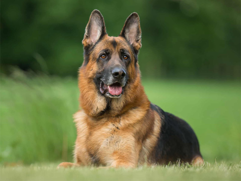 All you need to know about German Shepherd | German Shepherd breed information 