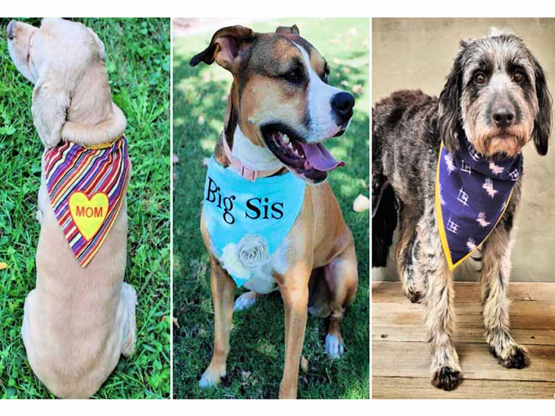 Different Techniques to tie Bandana around a Dog's Neck