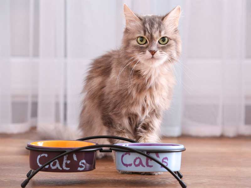 Advantages and Disadvantages of Raised Bowl For Cat 