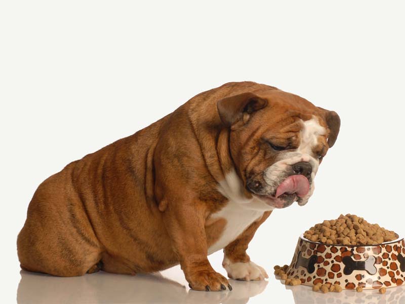 Dry food for dogs , can dry food cause upset stomach