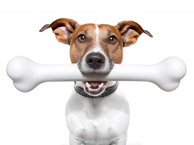 Calcium bone for dogs | Disadvantages of calcium bone