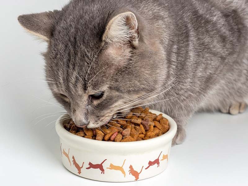 Nutritious Wet food for kittens 