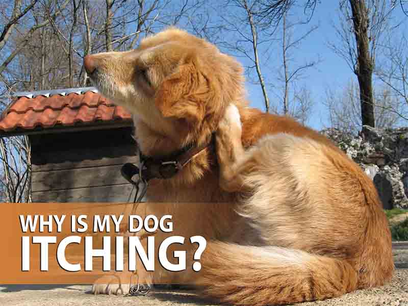 Dog Itching Causes and Solutions  | Petindiaonline | PGPET