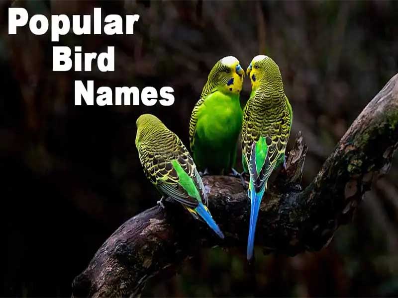 50 Popular Bird Names