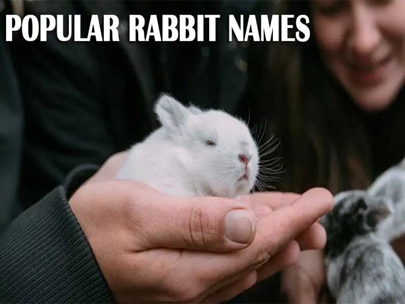 Popular Rabbit Names