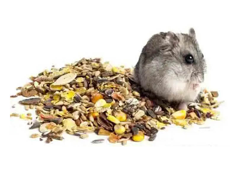 Can Hamsters Eat Kangni Seed?