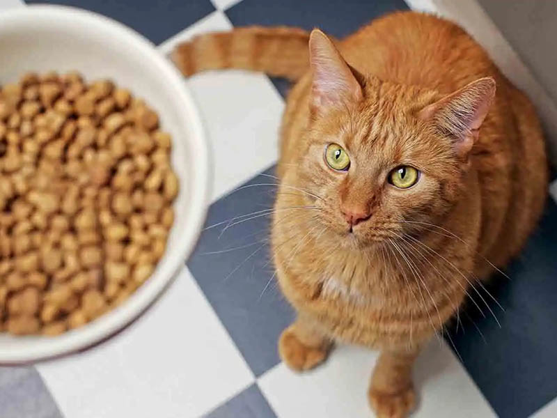 How can I make numb dry cat food crispy?