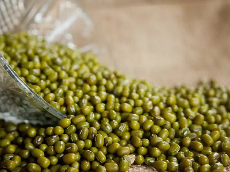 Specifications of moong beans | Moong beans green for birds 