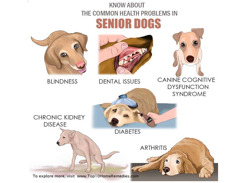 what health problems do mastiffs have