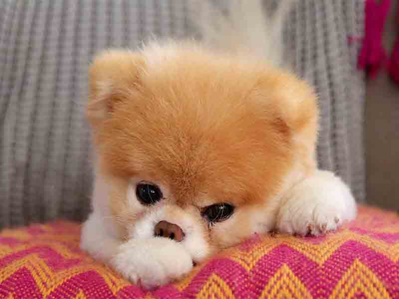 which is the cutest dog in the world