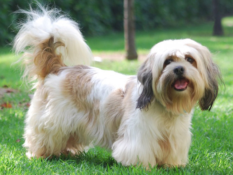 How much food Royal Canin to my 1 year Lhasa dog?