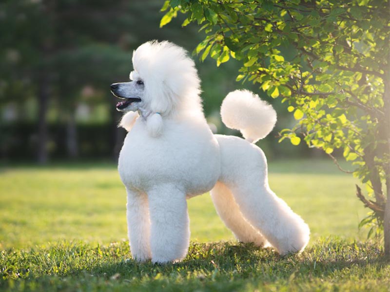Poodle Dog Breed | 10 things you should know poodle 