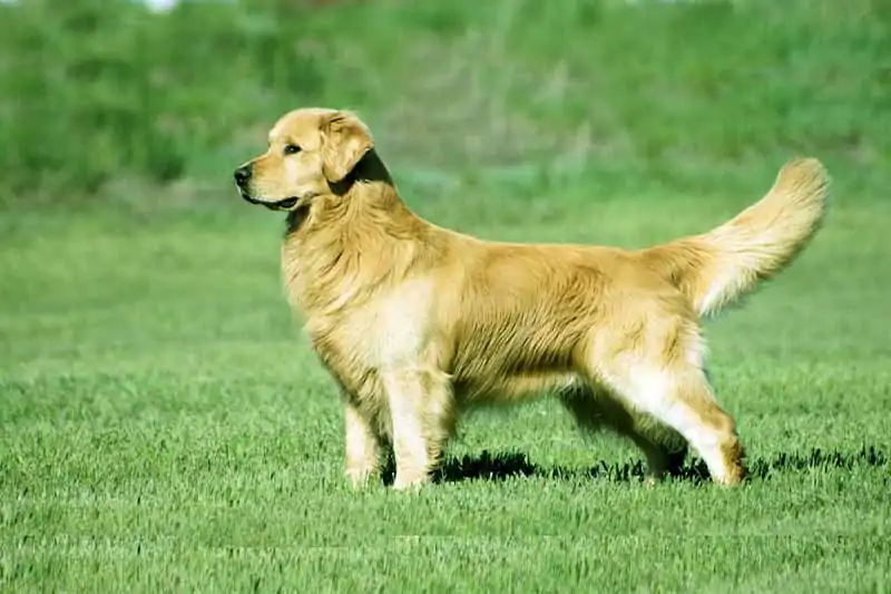 golden retriever cost