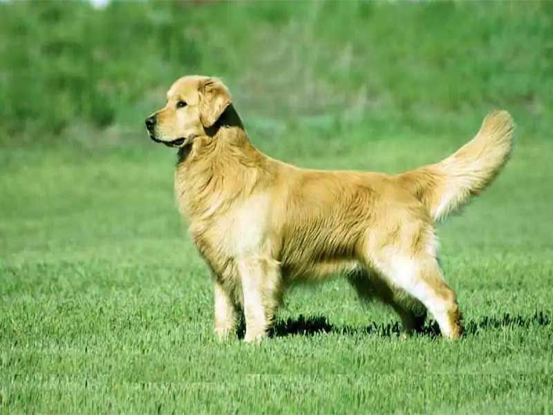 how much does golden retriever puppy cost