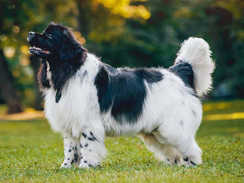 Giant breed dog information | New Foundland dog breed information 