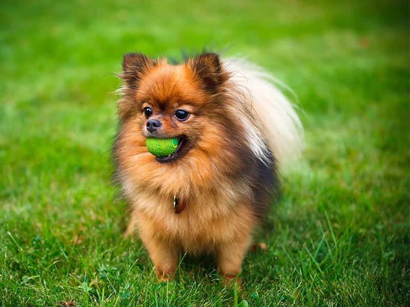 Everything You Wanted To Know About Pomeranian