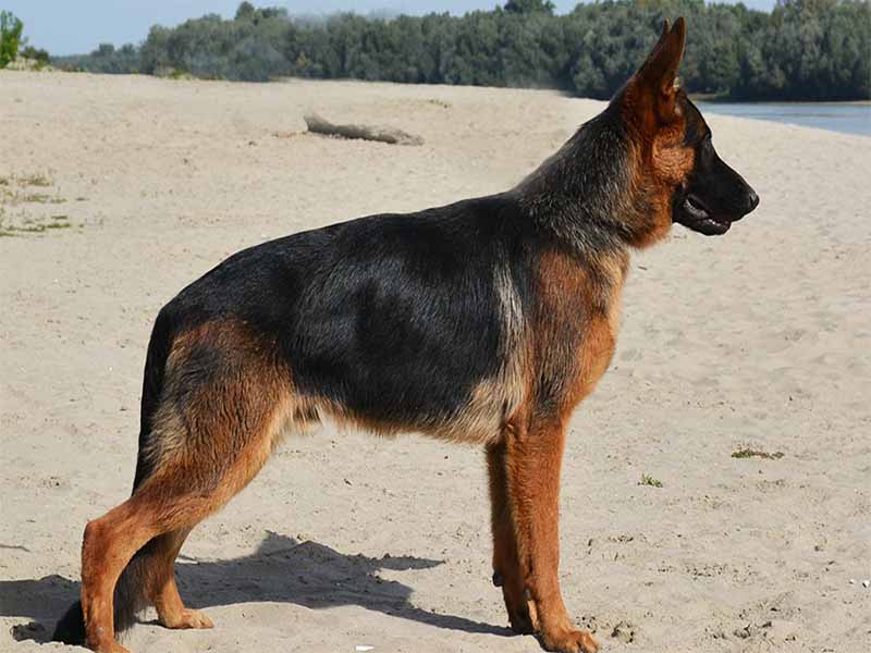 German Shepherd Dog Food, Breed , Price Growth and Sale Information
