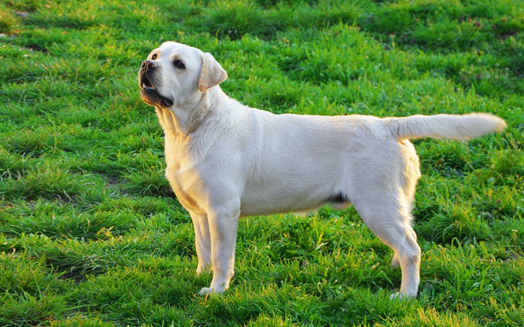 How much should a labrador puppy cost