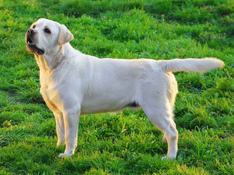 what is the cost of golden retriever in indian rupees