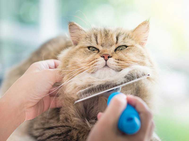Make Grooming Fun for your Cat and you