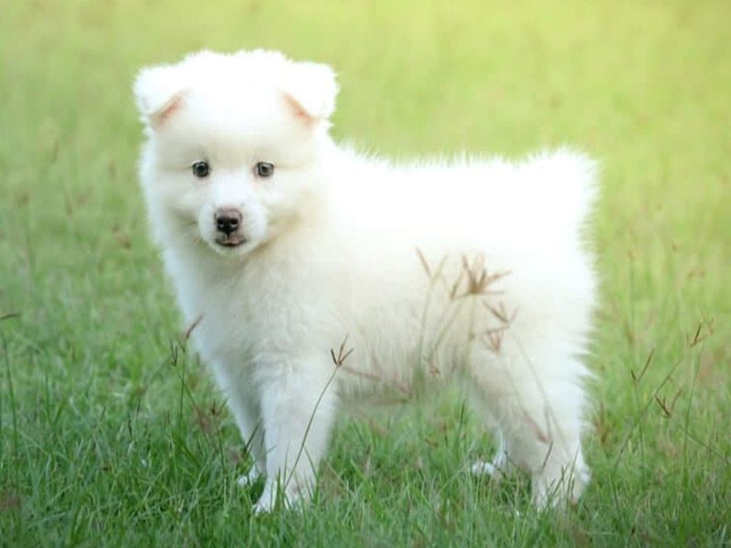 white finnish spitz puppy