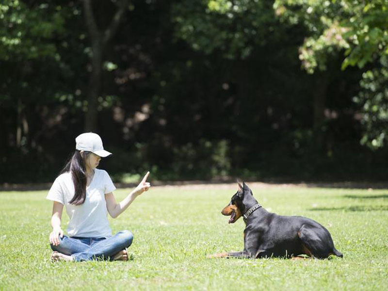Administering Dog Behavior and How to Train Them
