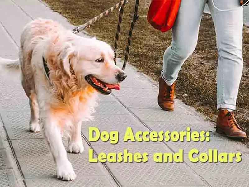 Dog Accessories: Leashes and collars