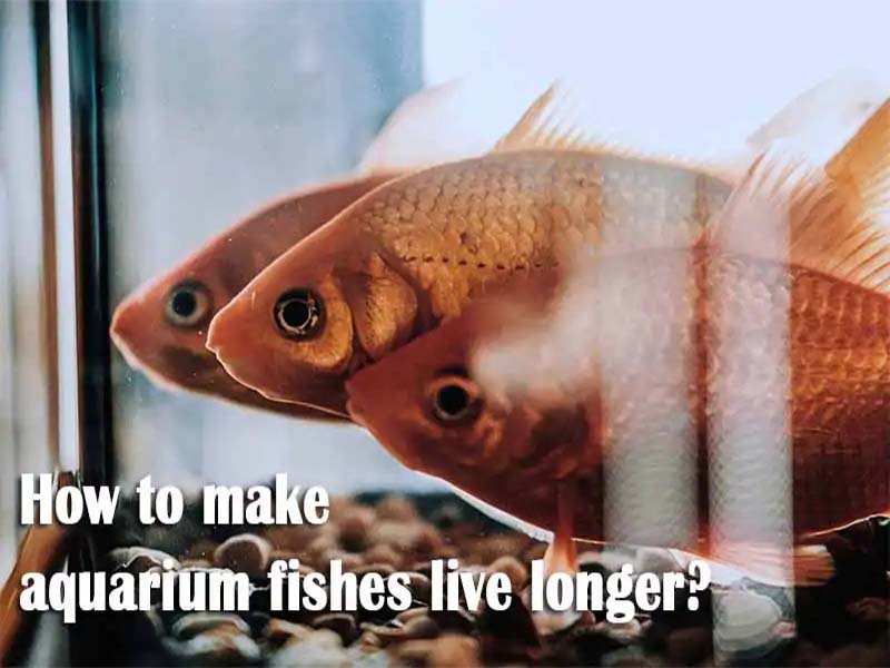 How to make aquarium fishes live longer?